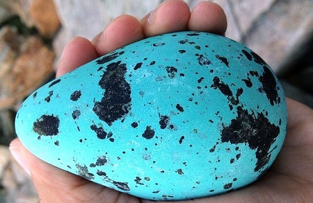 Common Murre lays decidedly uncommon eggs